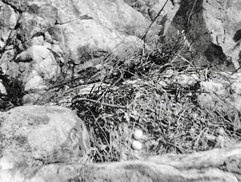 Golden Eagle nest by Joseph Dixon is available through Public Domain ... Stanley Mountain .. looking straigt doen on cliff.